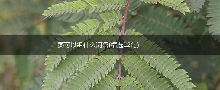 萎可以组什么词语(精选12句),第1张