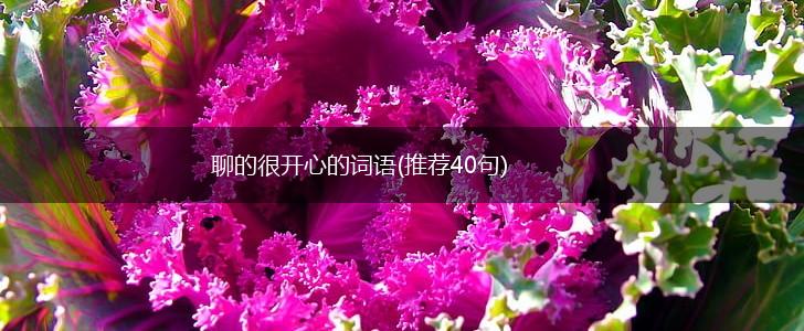 聊的很开心的词语(推荐40句),第1张