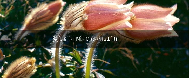 赞美红酒的词语(必备21句),第1张