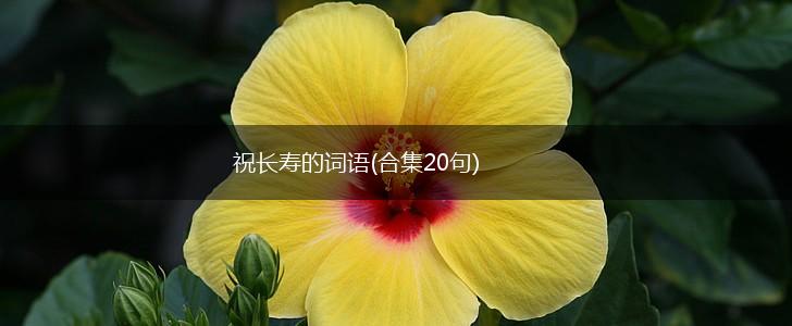 祝长寿的词语(合集20句),第1张