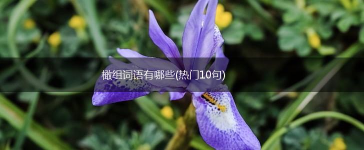 橄组词语有哪些(热门10句),第1张