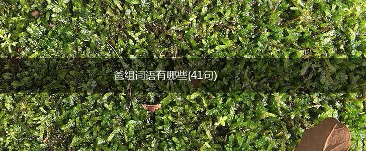 爸组词语有哪些(41句),第1张