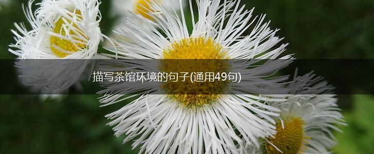 描写茶馆环境的句子(通用49句),第1张