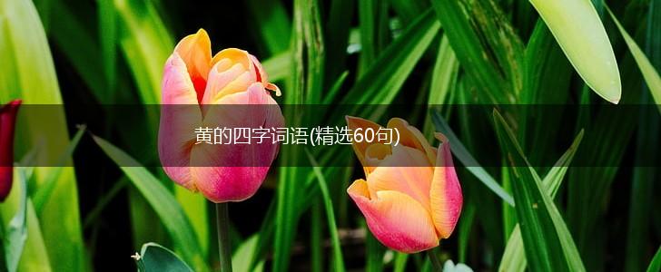 黄的四字词语(精选60句),第1张