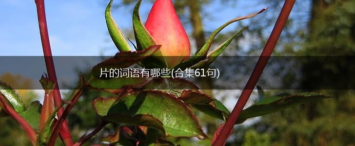 片的词语有哪些(合集61句),第1张