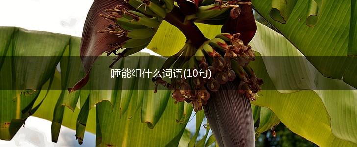睡能组什么词语(10句),第1张