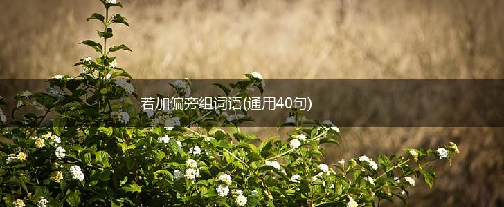 若加偏旁组词语(通用40句),第1张