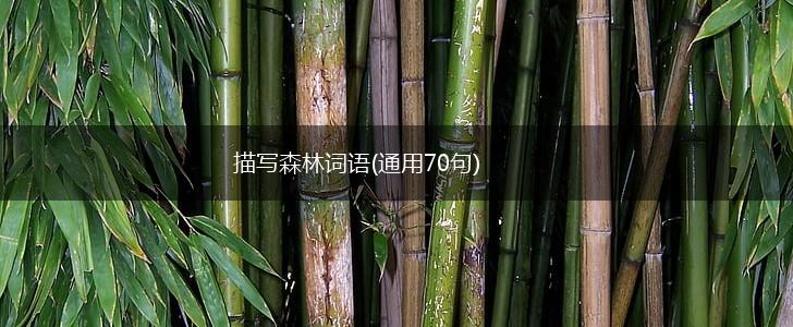 描写森林词语(通用70句),第1张