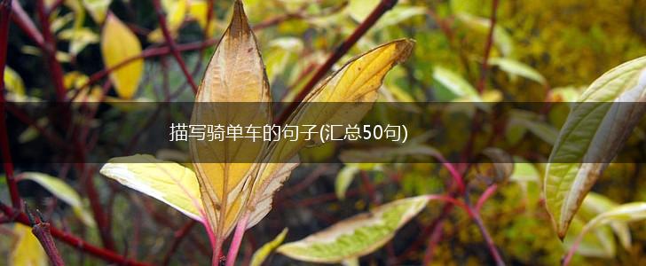 描写骑单车的句子(汇总50句),第1张