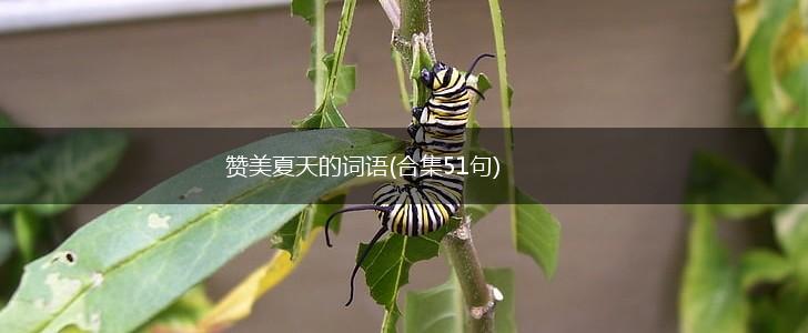 赞美夏天的词语(合集51句),第1张