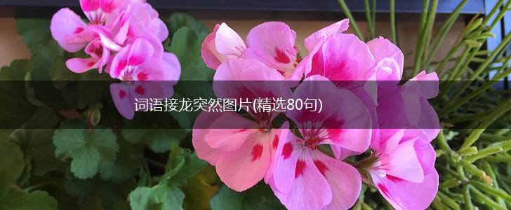 词语接龙突然图片(精选80句),第1张
