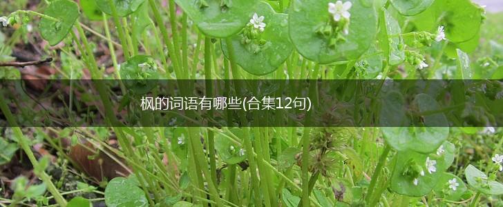 枫的词语有哪些(合集12句),第1张