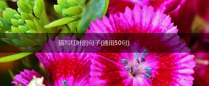 描写红叶的句子(通用50句),第1张