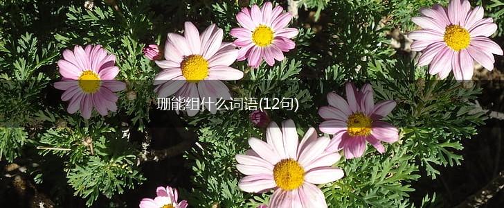 珊能组什么词语(12句),第1张