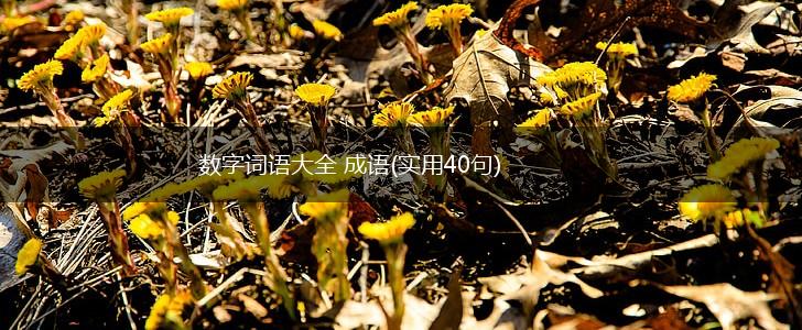 数字词语大全 成语(实用40句),第1张