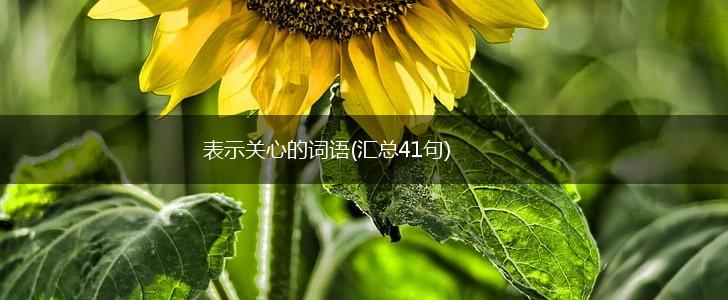 表示关心的词语(汇总41句),第1张
