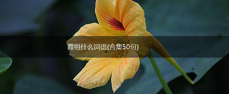 霞组什么词语(合集50句),第1张