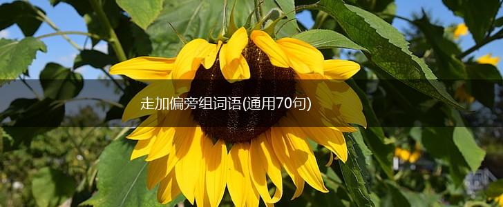 走加偏旁组词语(通用70句),第1张