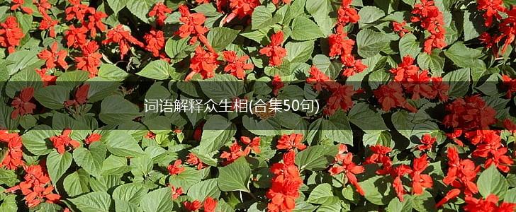 词语解释众生相(合集50句),第1张