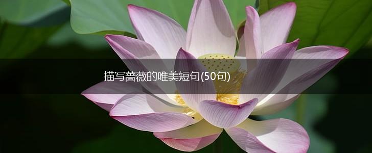 描写蔷薇的唯美短句(50句),第1张