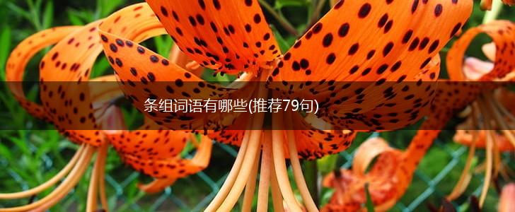 条组词语有哪些(推荐79句),第1张
