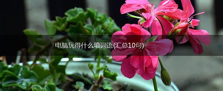电脑玩得什么填词语(汇总10句),第1张