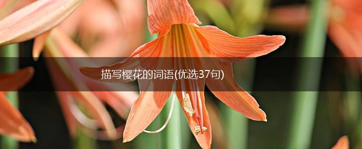 描写樱花的词语(优选37句),第1张