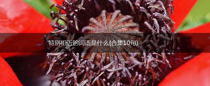 特别相近的词语是什么(合集10句),第1张
