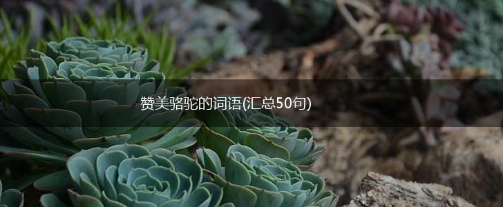 赞美骆驼的词语(汇总50句),第1张