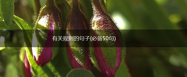 有关规则的句子(必备50句),第1张