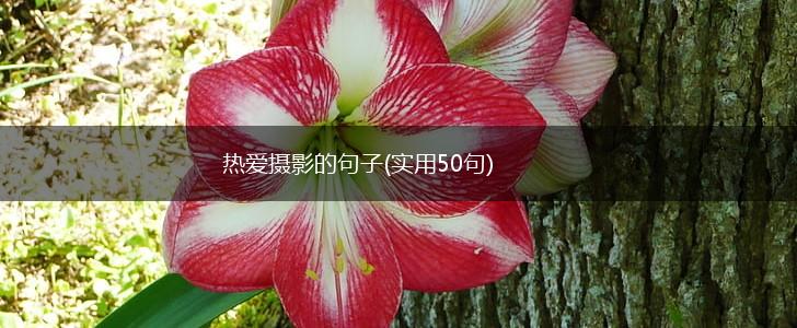热爱摄影的句子(实用50句),第1张