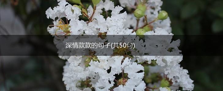 深情款款的句子(共50句),第1张