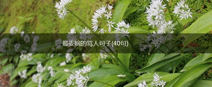 最委婉的骂人句子(40句),第1张