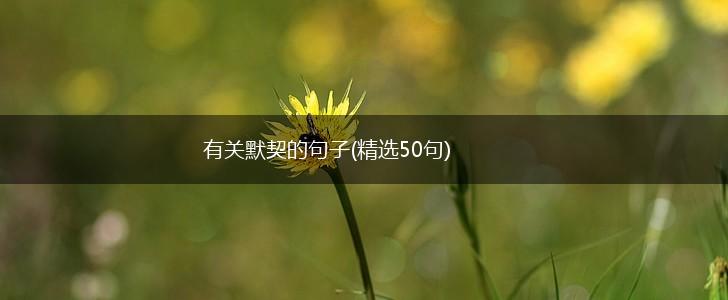 有关默契的句子(精选50句),第1张