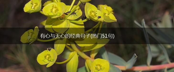 有心与无心的经典句子(热门51句),第1张 有心与无心的经典句子(热门51句),第1张