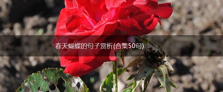 春天蝴蝶的句子赏析(合集50句),第1张