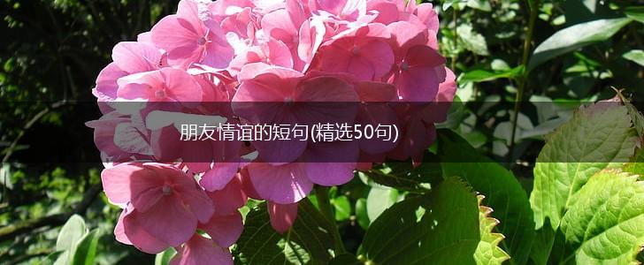 朋友情谊的短句(精选50句),第1张