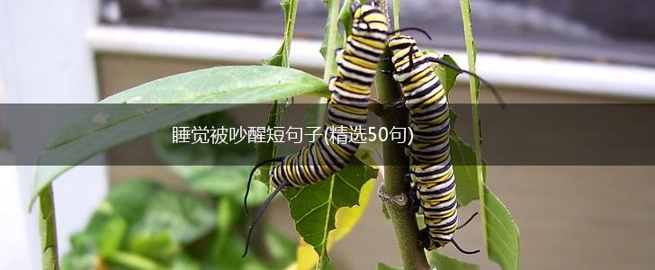 睡觉被吵醒短句子(精选50句),第1张