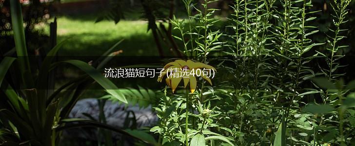 流浪猫短句子(精选40句),第1张