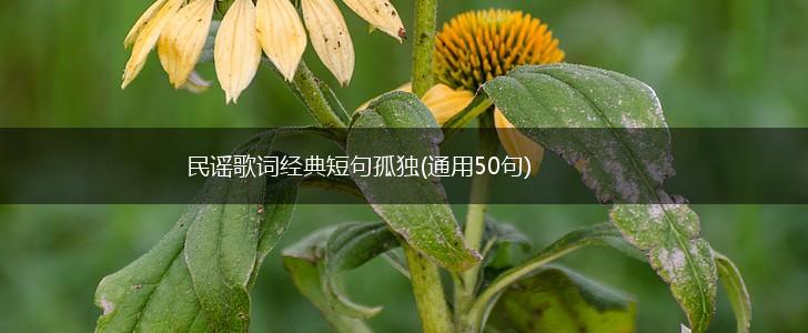民谣歌词经典短句孤独(通用50句),第1张