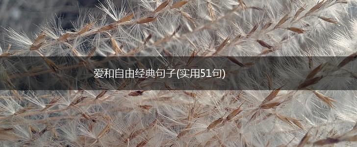 爱和自由经典句子(实用51句),第1张