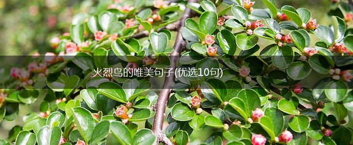 火烈鸟的唯美句子(优选10句),第1张