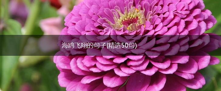 海鸥飞翔的句子(精选50句),第1张