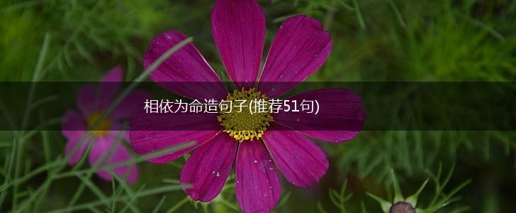 相依为命造句子(推荐51句),第1张