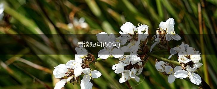 看淡短句(50句),第1张