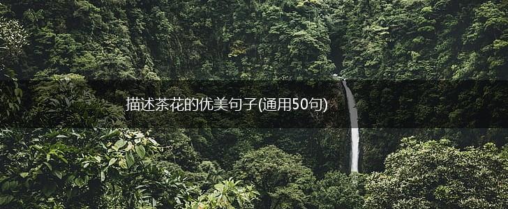 描述茶花的优美句子(通用50句),第1张