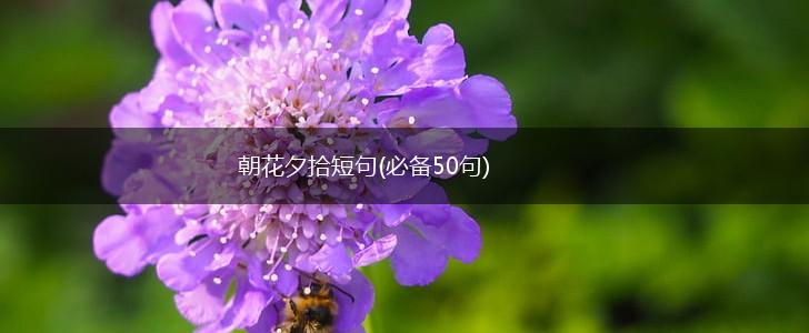 朝花夕拾短句(必备50句),第1张
