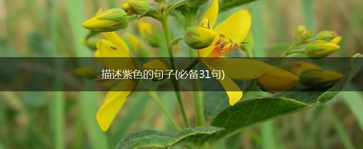 描述紫色的句子(必备31句),第1张