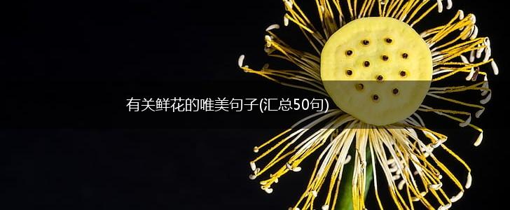 有关鲜花的唯美句子(汇总50句),第1张