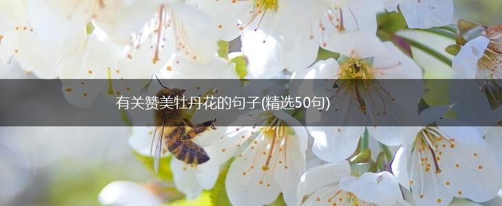 有关赞美牡丹花的句子(精选50句),第1张